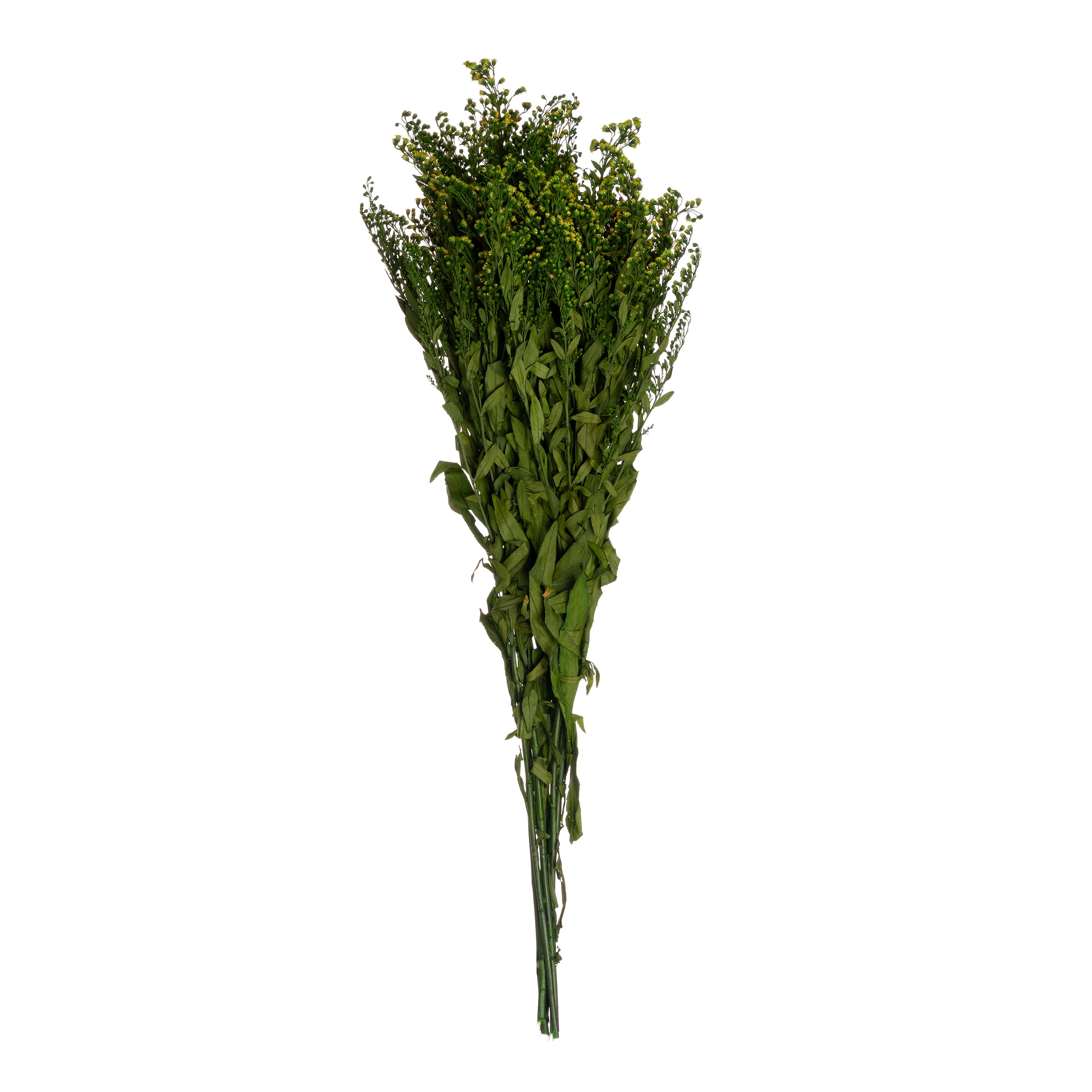 Goldenrod