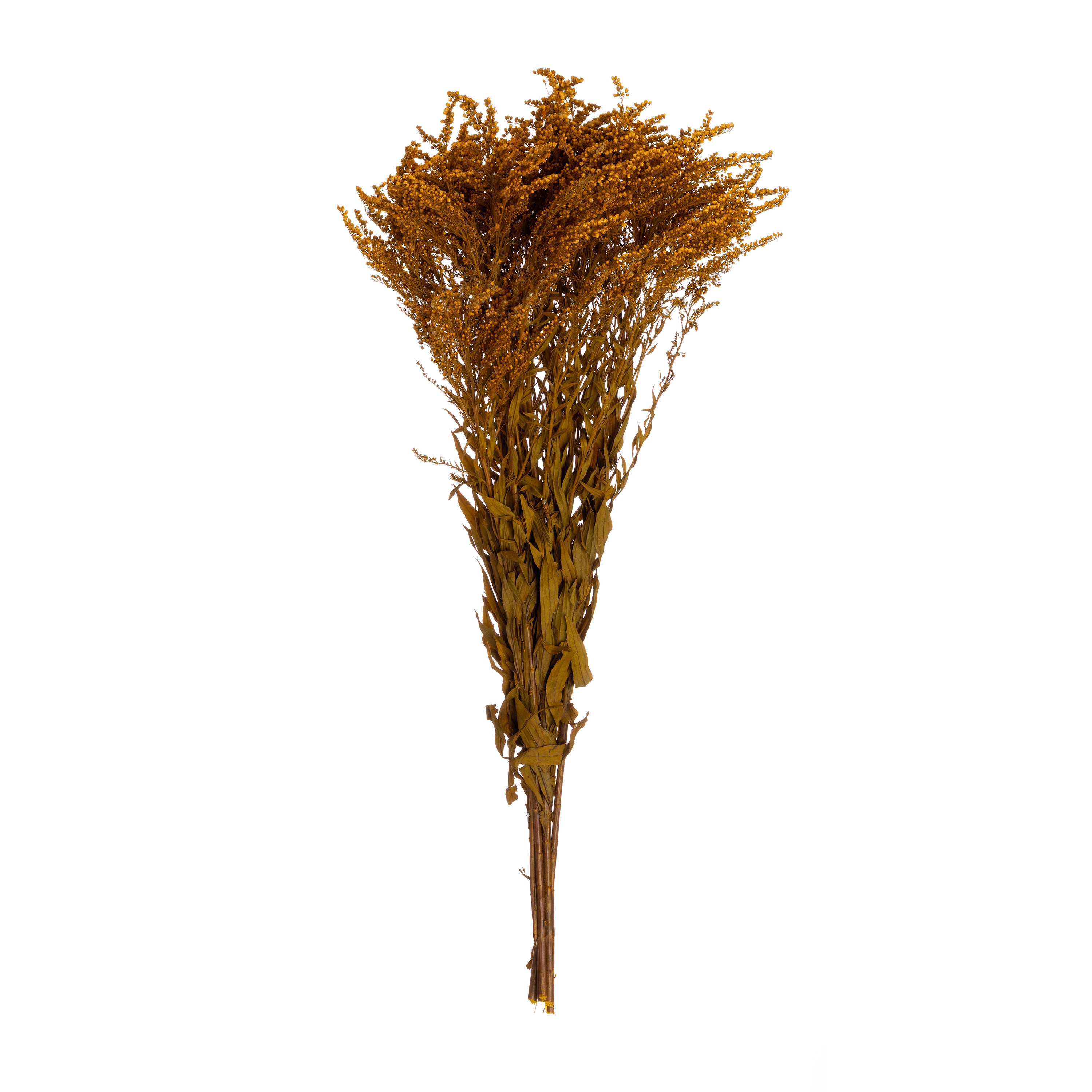 Goldenrod