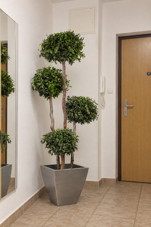 4-sphere Pittosporum tree