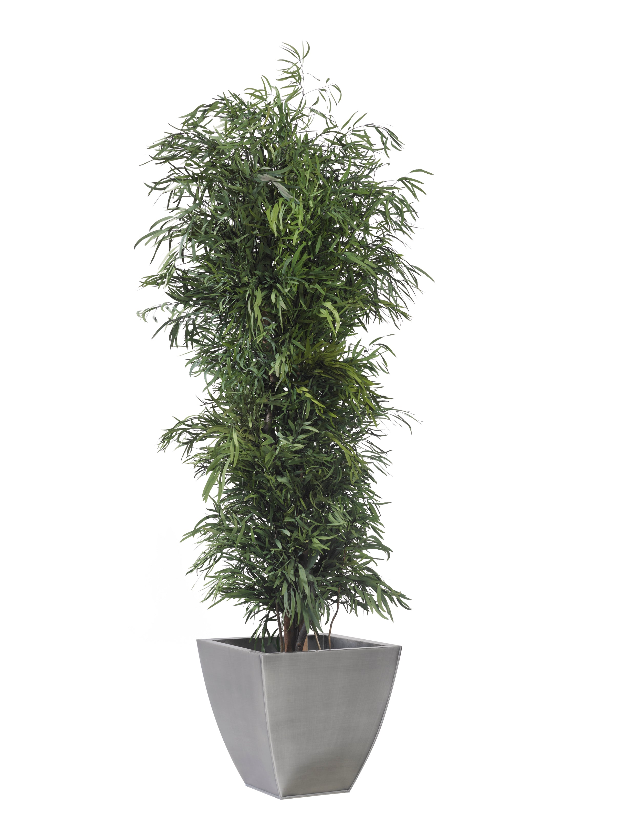 Slim Nicoly tree
