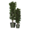 Slim Pittosporum tree