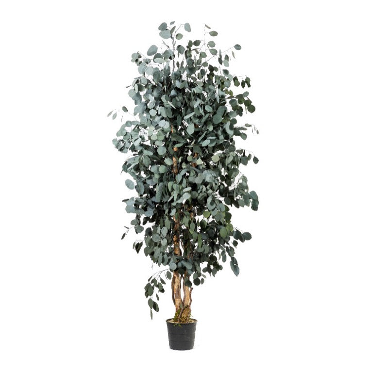 Slim Populus tree