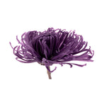 Chrysanthemum Anastasia