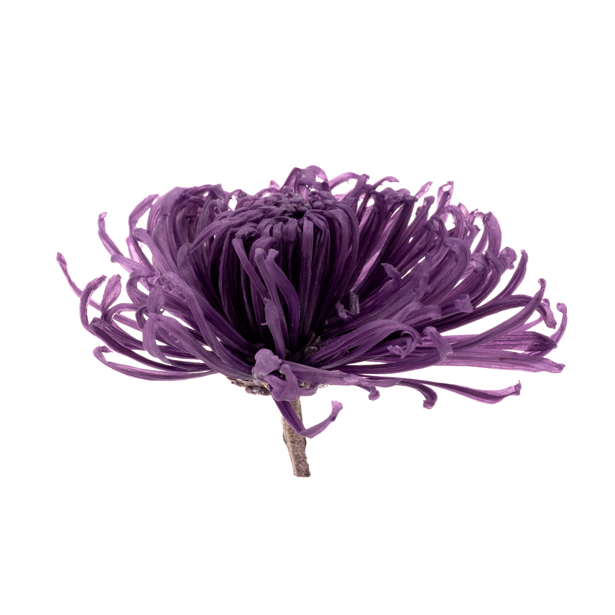 Chrysanthemum Anastasia