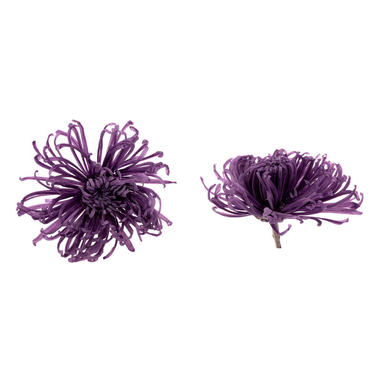Chrysanthemum Anastasia