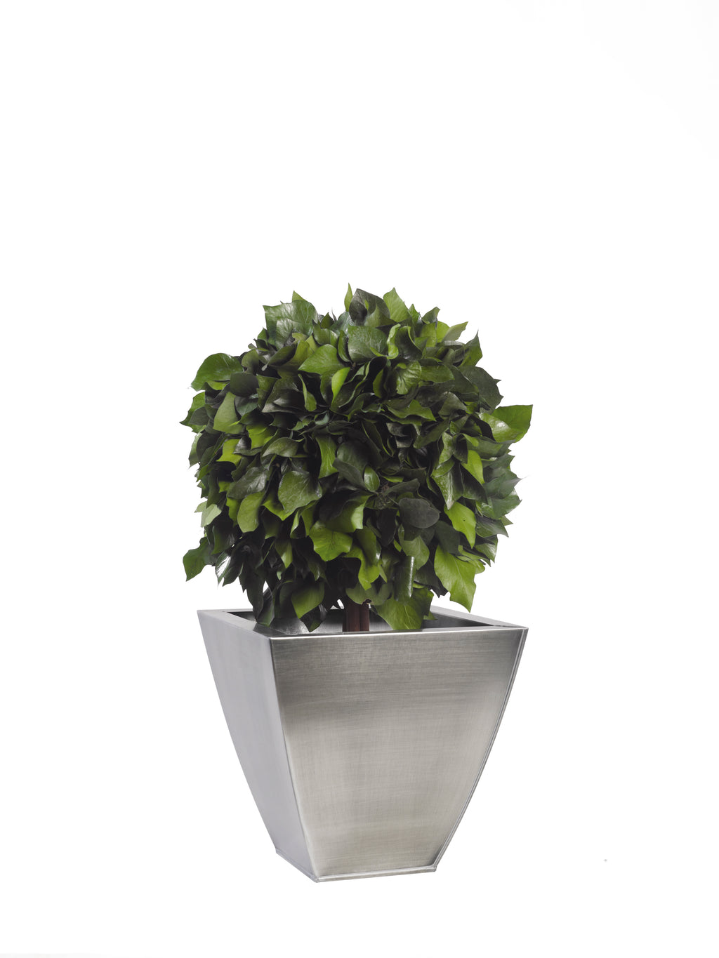 Simple Topiary Ivy sphere