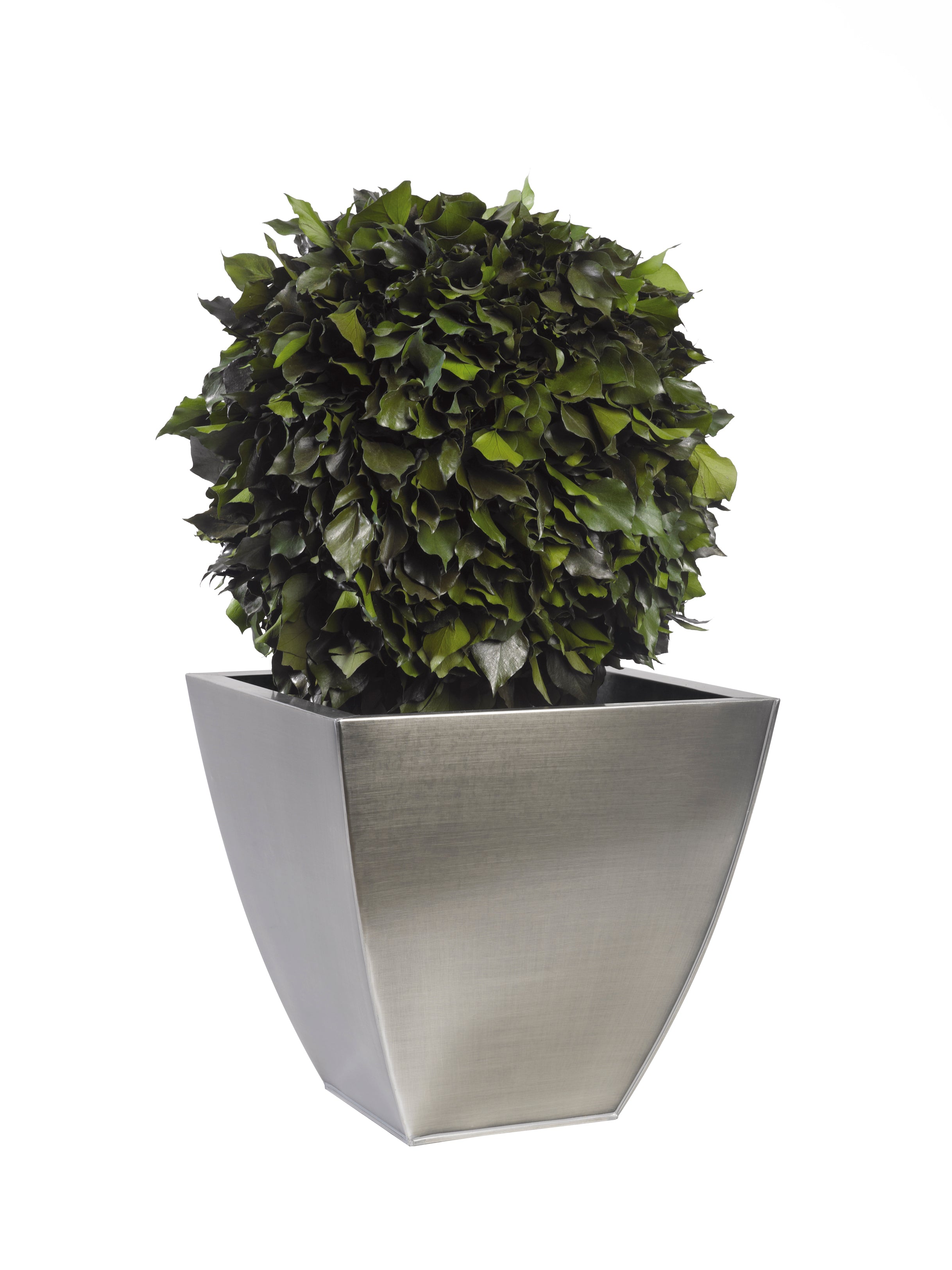 Simple Topiary Ivy sphere