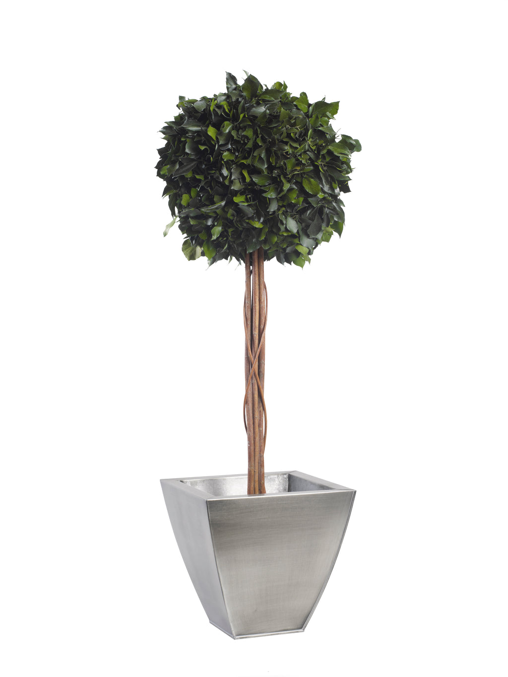 Simple Topiary Ivy sphere
