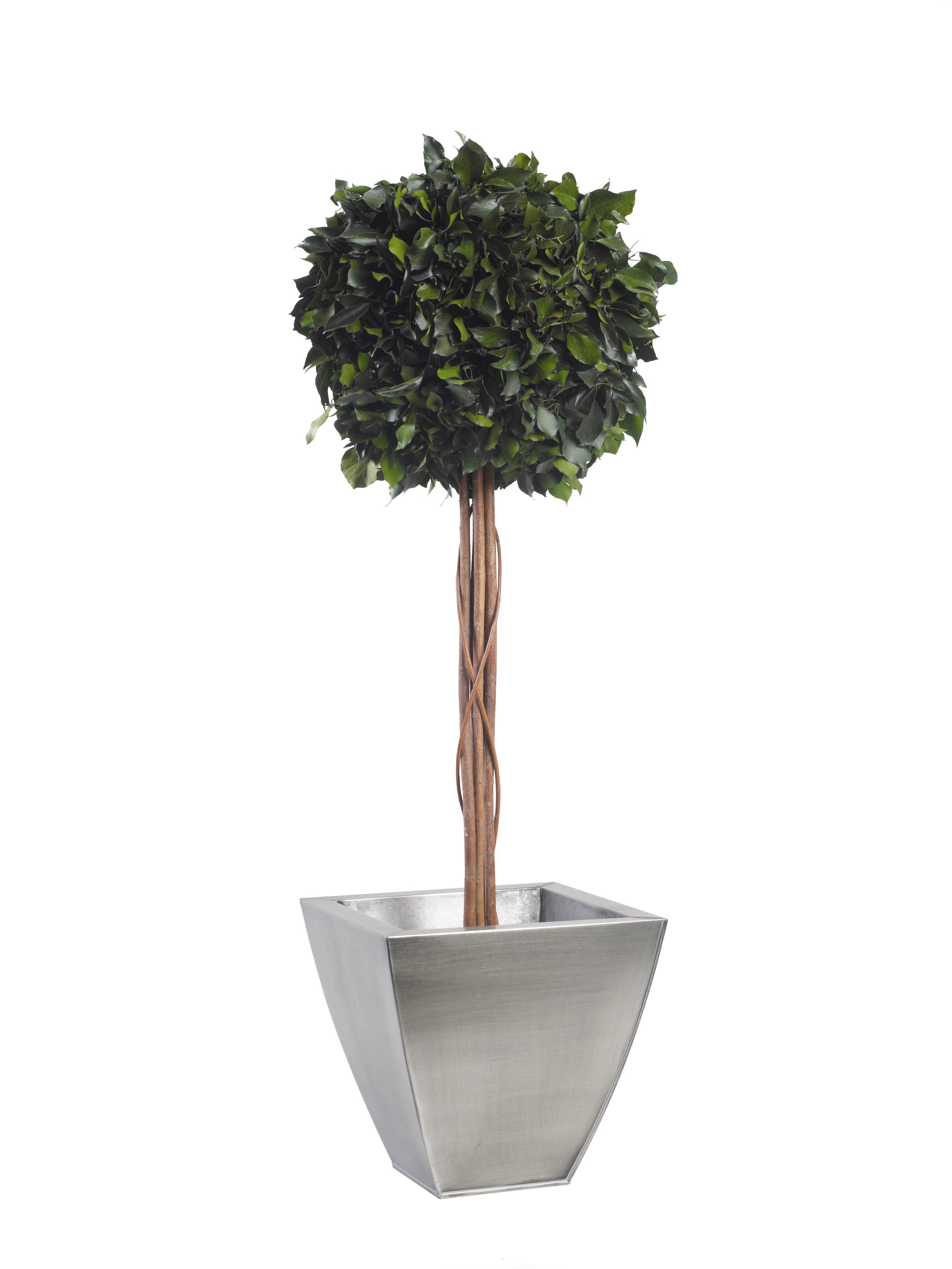 Simple Topiary Ivy sphere