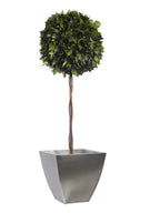 Simple Topiary Ivy sphere