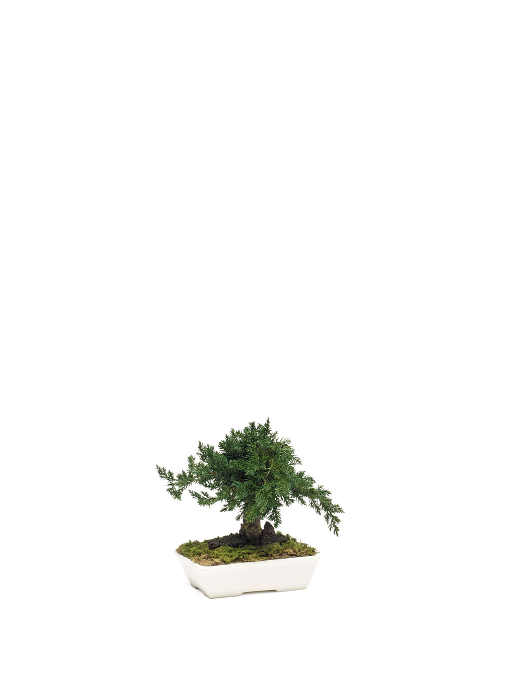 Juniperus Bonsai