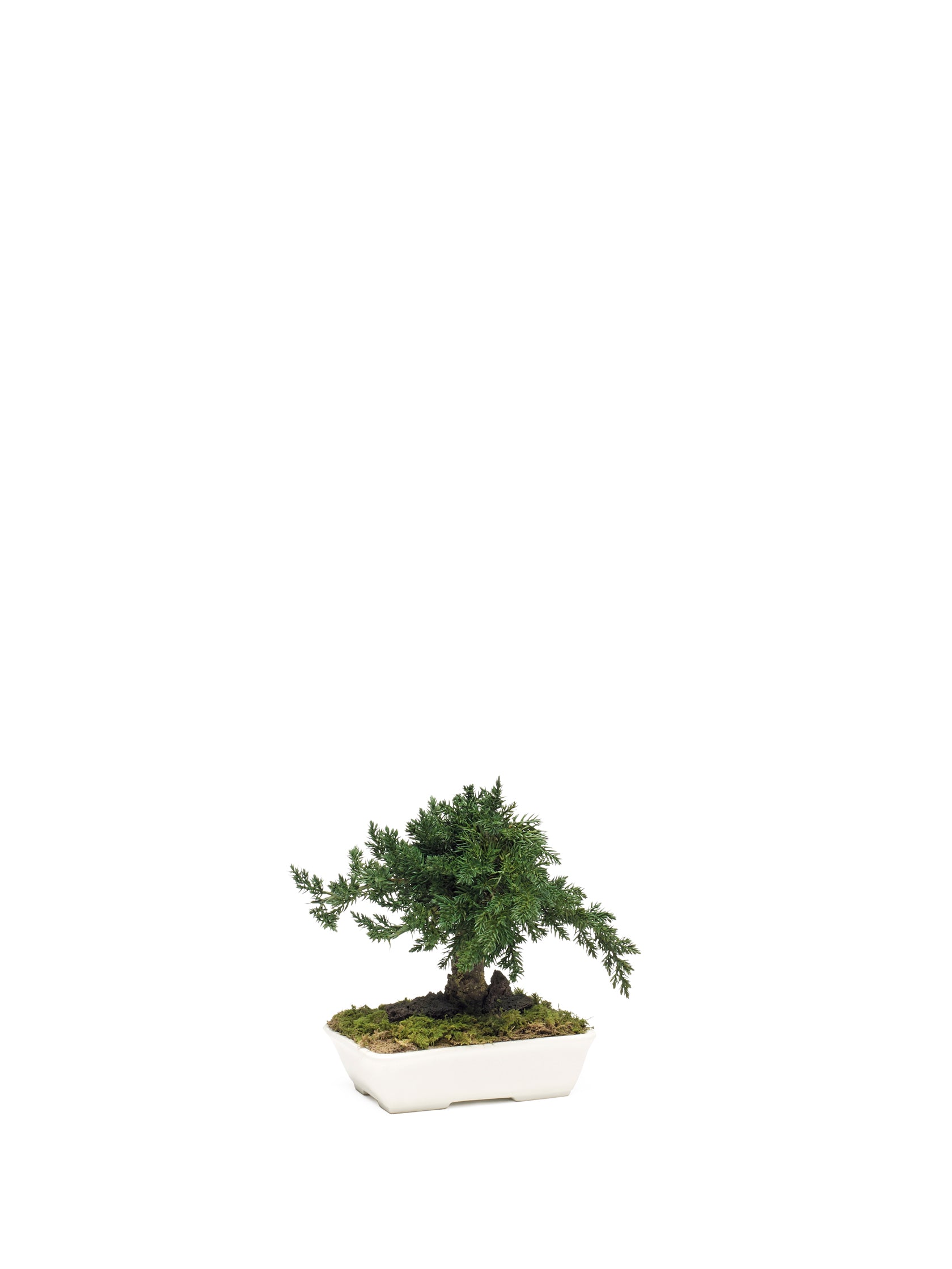 Juniperus Bonsai