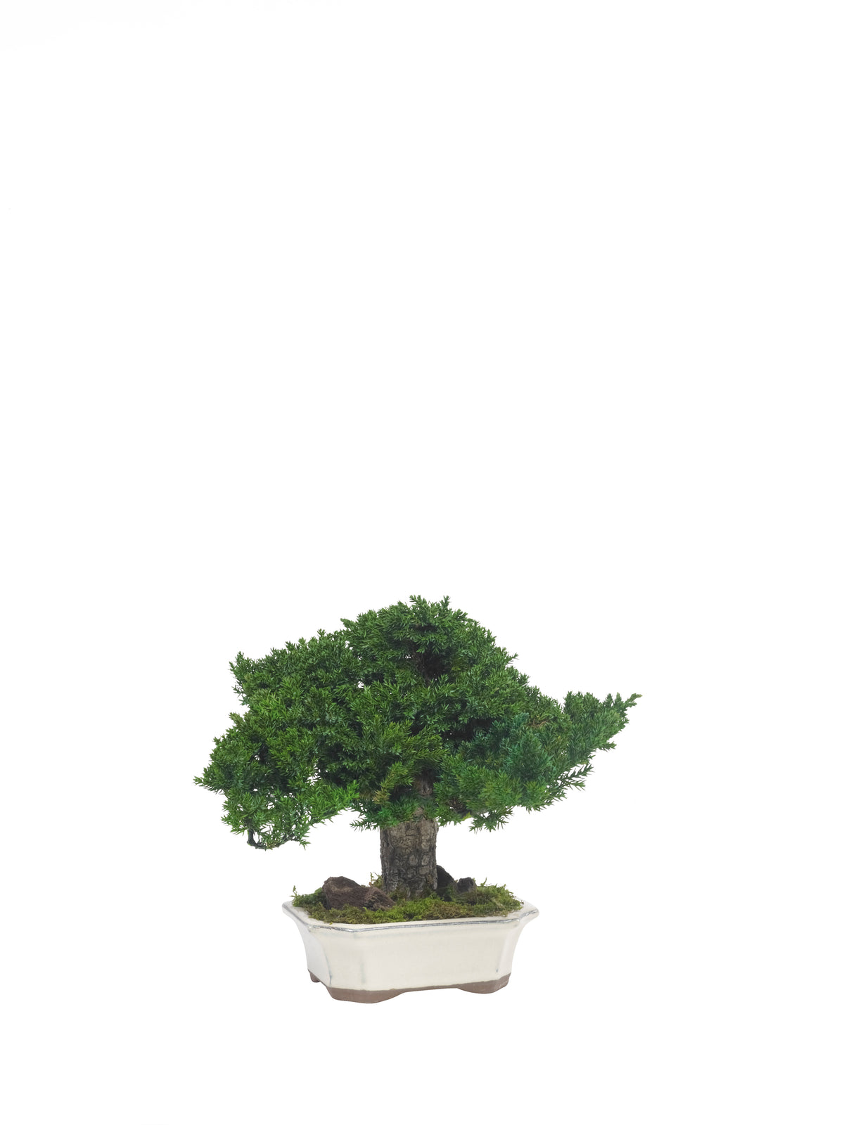 Juniperus bonsai