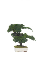 Juniperus Bonsai