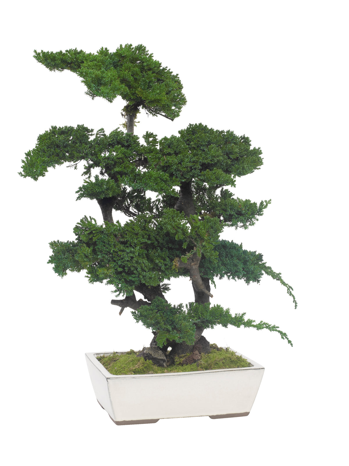Juniperus bonsai