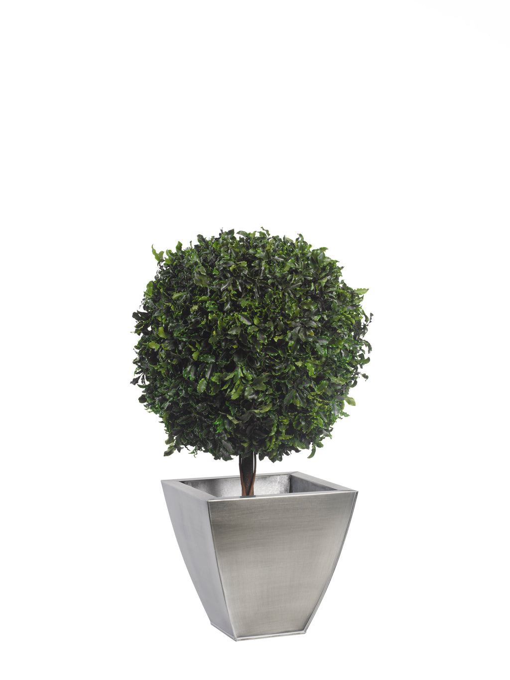 Simple Topiary Pittosporum sphere