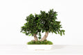 Pittosporum Bonsai