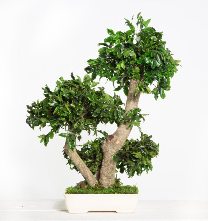 Pittosporum Bonsai