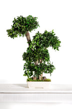 Pittosporum Bonsai