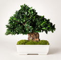 Tobira Bonsai