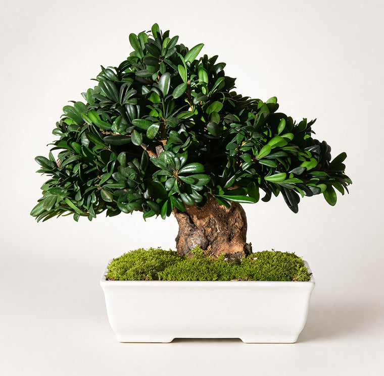 Tobira Bonsai