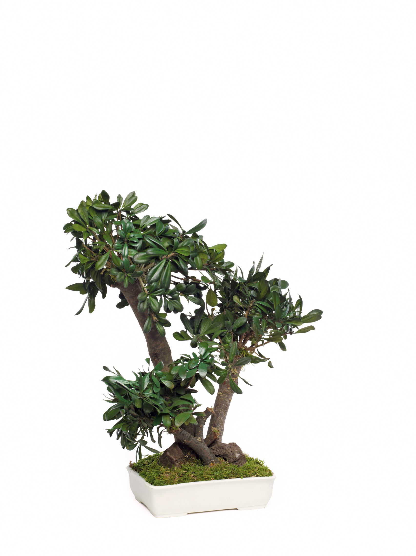 Tobira Bonsai