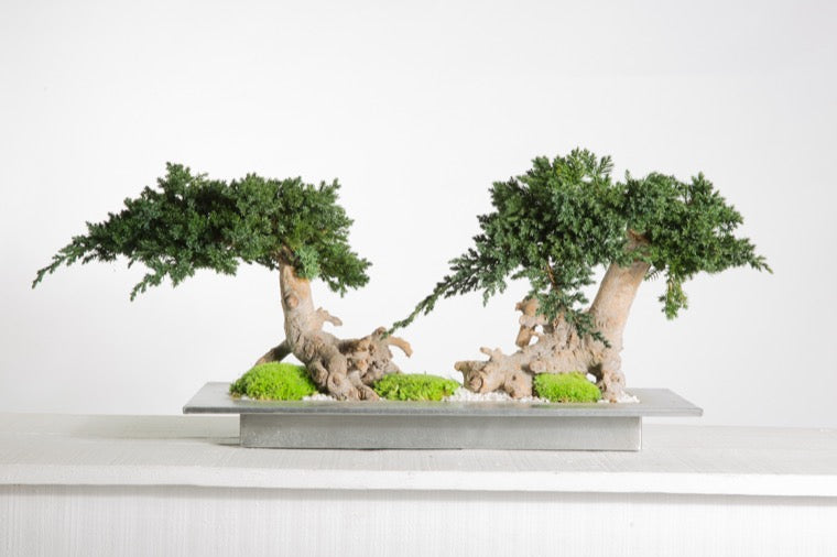 Juniperus vine root Bonsai