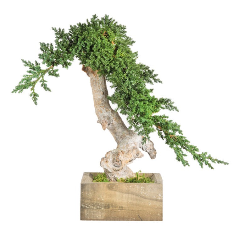 Juniperus vine root Bonsai