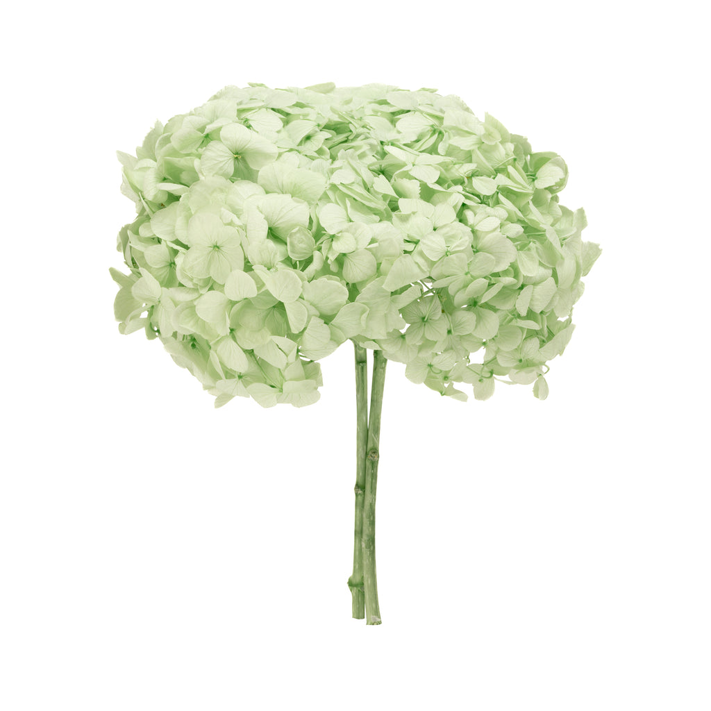 Stromek Gold Hydrangea