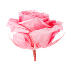 Premium Rose Heads