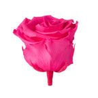Standard Rose Heads