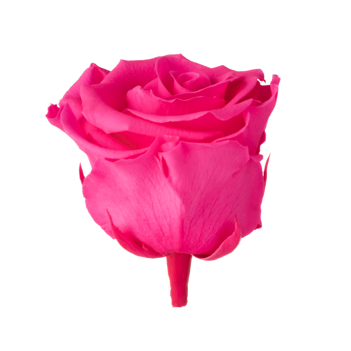 Standard Rose Heads