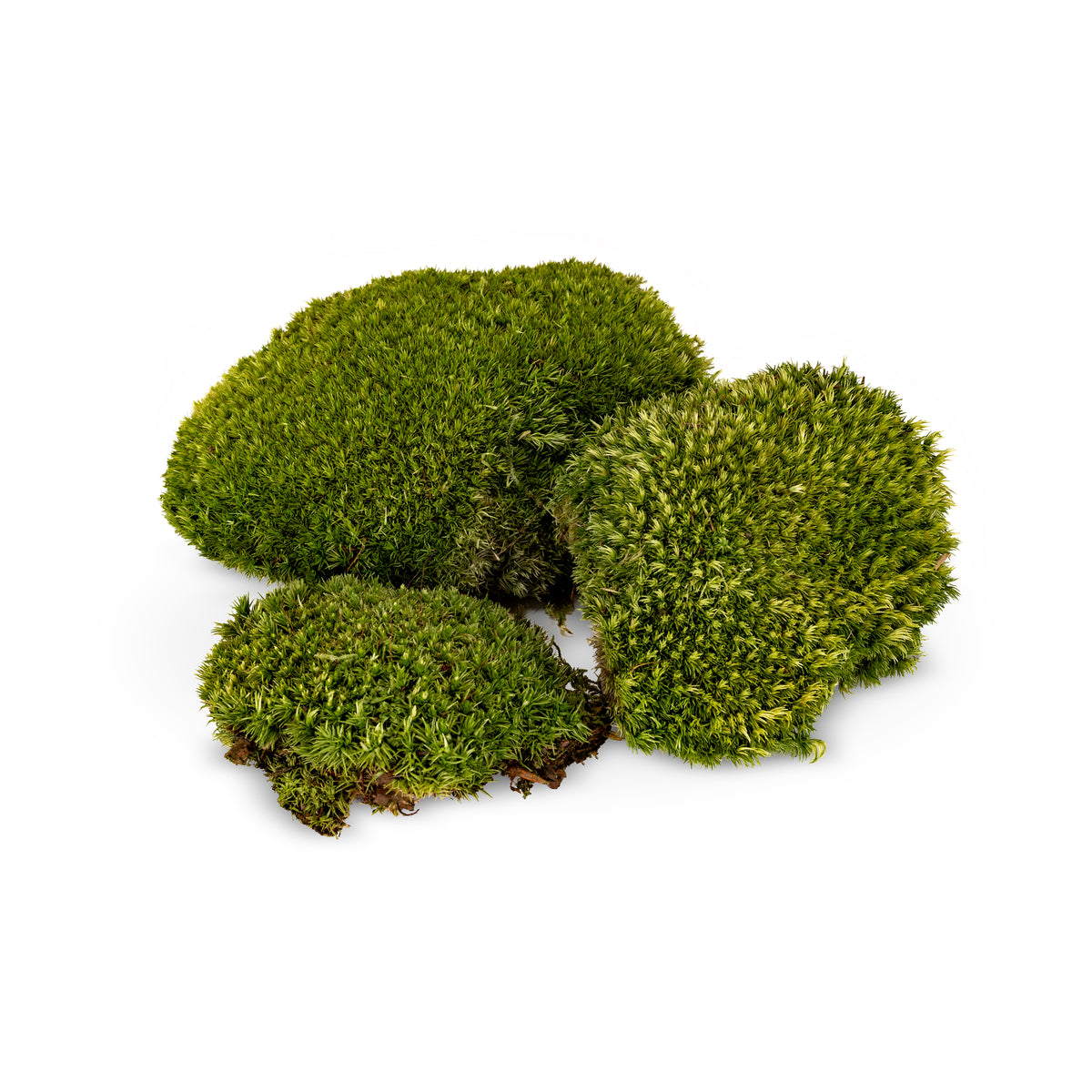Pole Moss