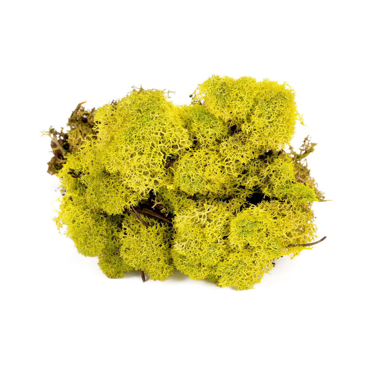 Lichen