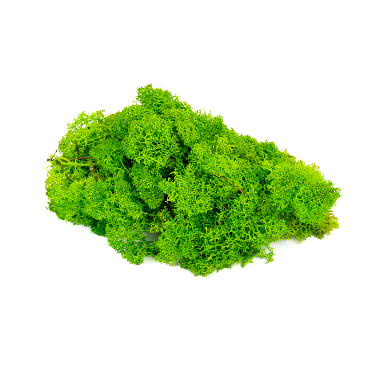 Lichen