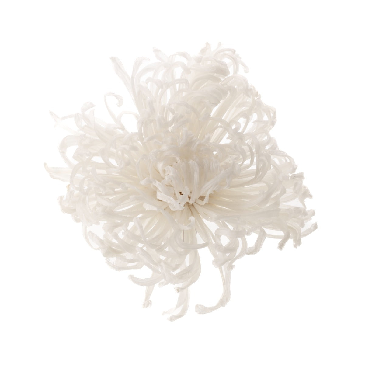 Chrysanthemum Anastasia