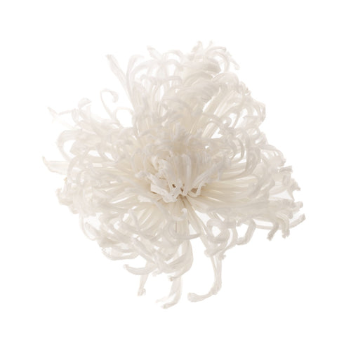 Chrysanthemum Anastasia