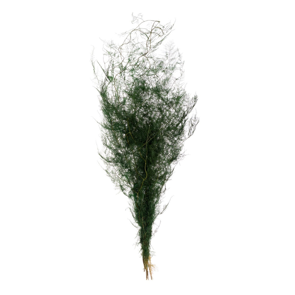 Asparagus