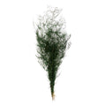 Asparagus