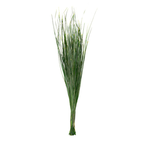 Bear grass