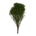 Broom