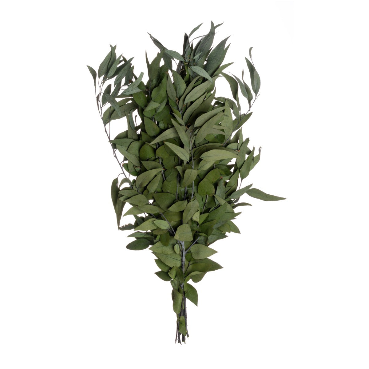 Wild Eucalyptus Bulk