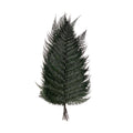 Brilliant Fern