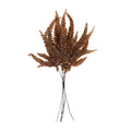 Felci Fern