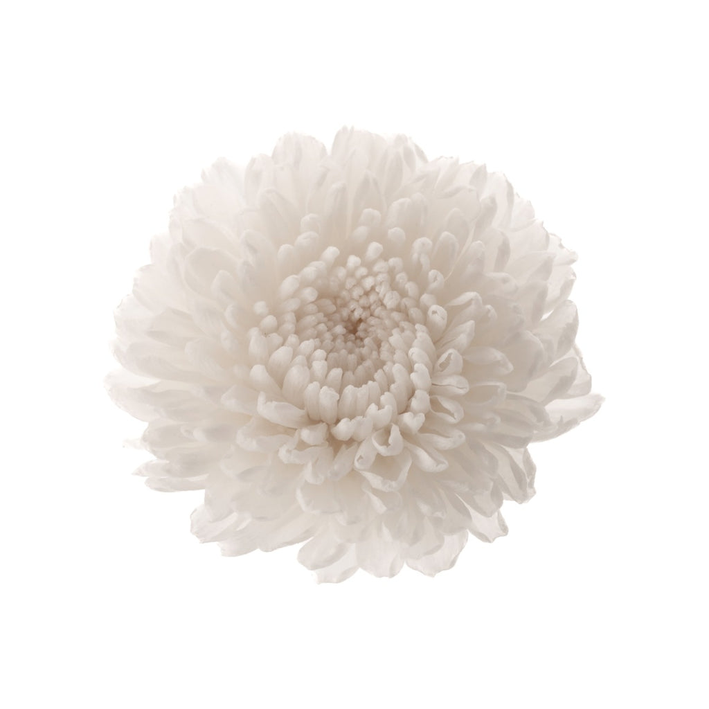 Chrysanthemum Focus