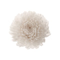 Chrysanthemum Focus