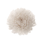 Chrysanthemum Focus