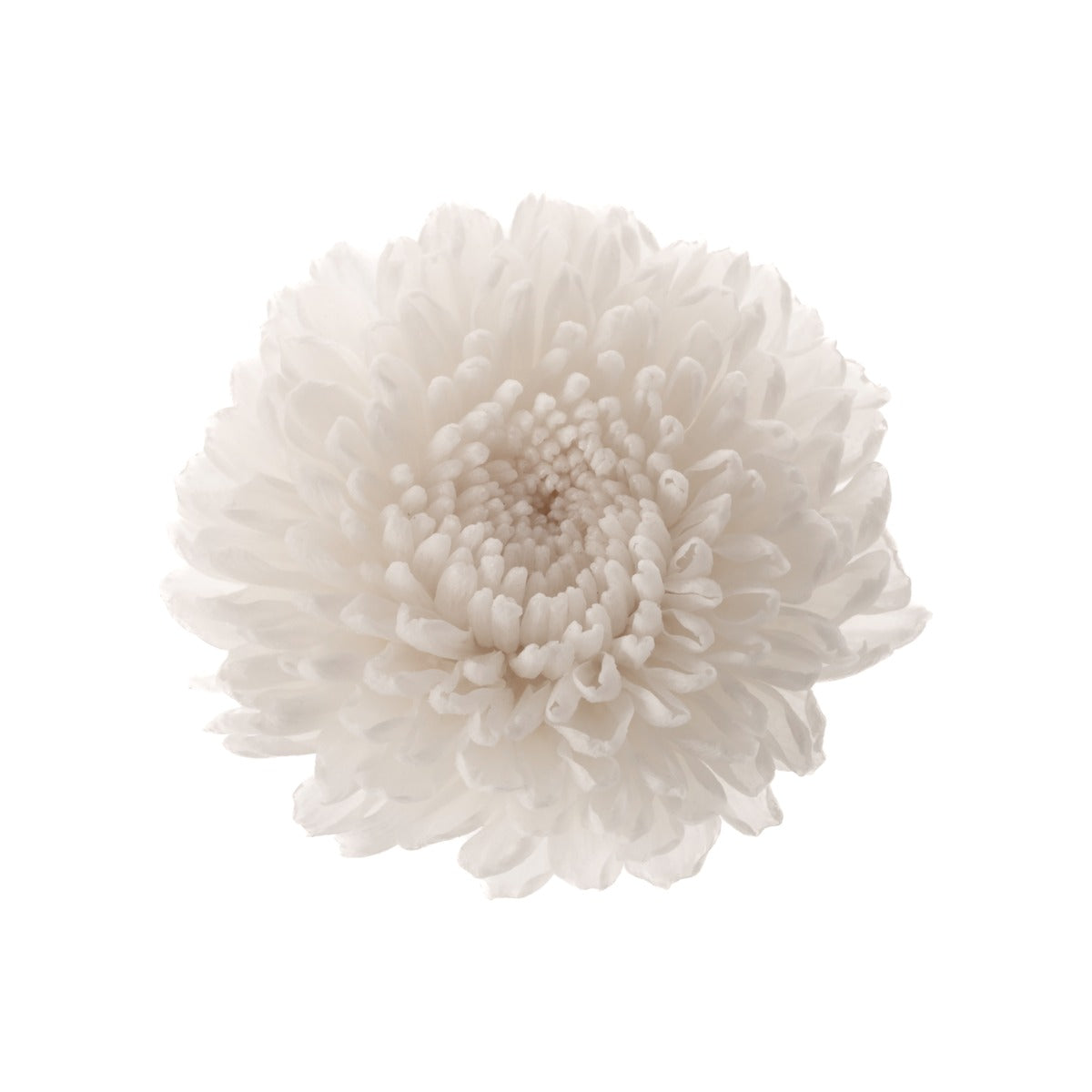 Chrysanthemum Focus