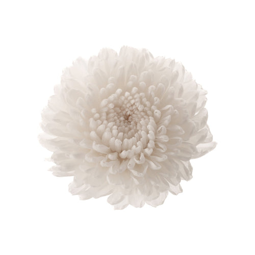 Chrysanthemum Focus