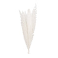 Foxtail